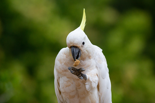 The sulphur-crested cockatoo (Cacatua galerita) is a relatively large white cockatoo found in wooded habitats in Australia, New Guinea, and some of the islands of Indonesia. They can be locally very numerous, leading to them sometimes being considered pests. A highly intelligent bird they are well known in aviculture, although they can be demanding pets.