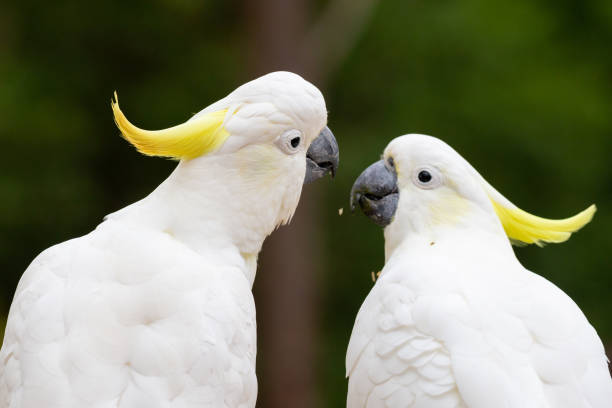 istock Two Austraian Sulphur Crested Cockatoo in green forest interacting 1453713505