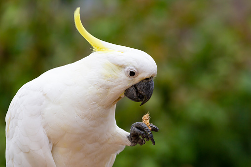 Close-up of a Sulphur-crested Cockatoo, Cacatua galerita, 30 years old, with crest up in front of white background