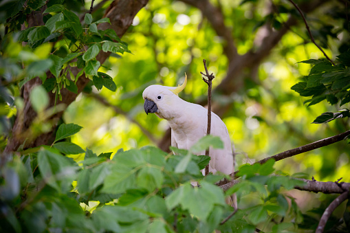 The sulphur-crested cockatoo (Cacatua galerita) is a relatively large white cockatoo found in wooded habitats in Australia, New Guinea, and some of the islands of Indonesia. They can be locally very numerous, leading to them sometimes being considered pests. A highly intelligent bird they are well known in aviculture, although they can be demanding pets.