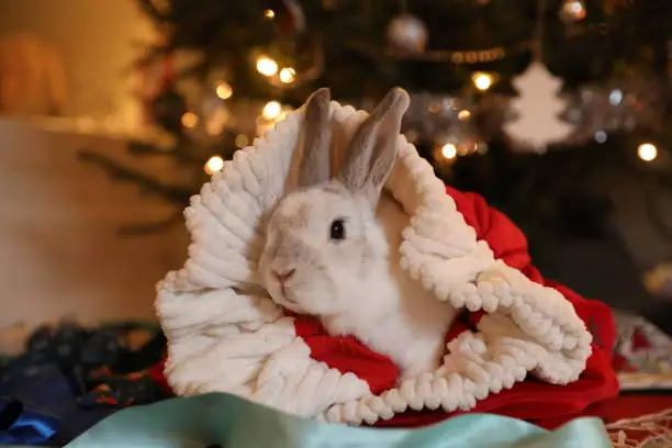 White Rabbit at christmas by the tree
