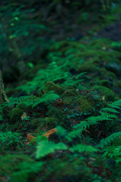 istock Sea of Trees in Mt. 1453715009