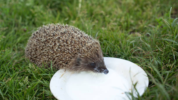 istock Domestic hedgehog, handmade young hedgehog for a walk 1453718306