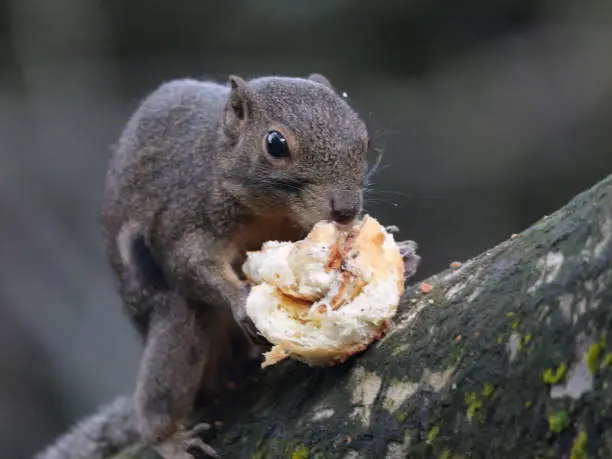 Photo of the Borneo black-banded squirrel (Callosciurus orestes) holding food