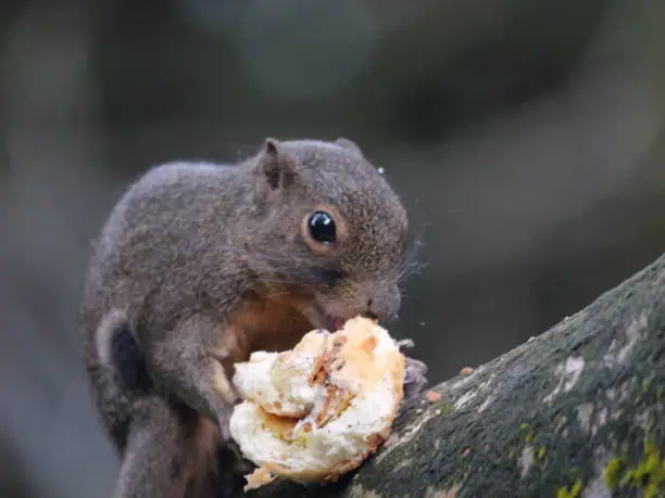 Photo of the Borneo black-banded squirrel (Callosciurus orestes) holding food