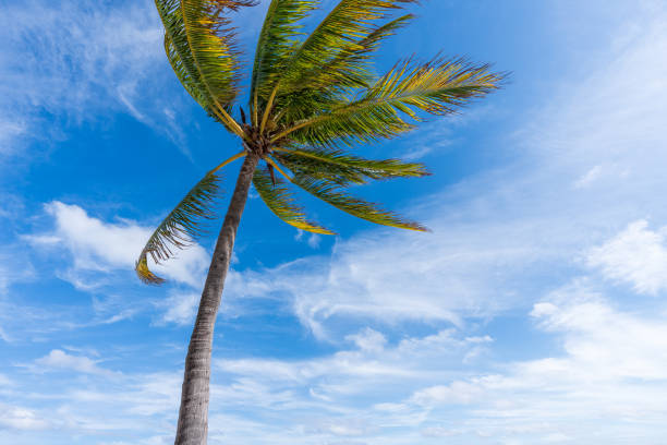 istock One coconut palm tree against blue sky and white cloud 1453721345
