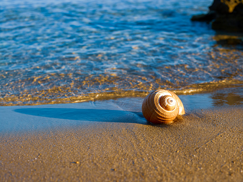 Conch on a beautiful beach on a small island in BVI