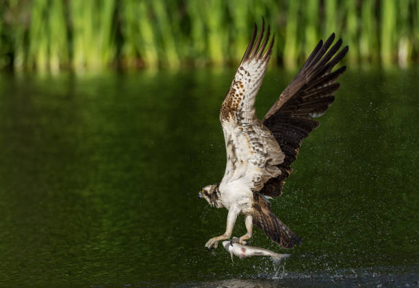 focus sélectif d’un balbuzard pêcheur avec sa prise à aviemore en écosse - aviemore photos et images de collection