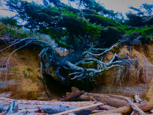istock Tree Of Life.jpg 1453723971