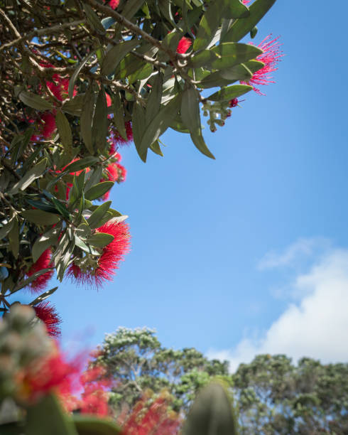 pohutukawa-bäume in voller blüte vor blauem himmel, neuseeländischer weihnachtsbaum. auckland. seitenformat. - pohutukawa tree christmas new zealand beach stock-fotos und bilder