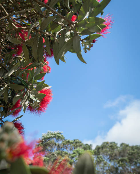 alberi di pohutukawa in piena fioritura contro un cielo blu, albero di natale della nuova zelanda. auckland. formato verticale. - pohutukawa tree christmas new zealand beach foto e immagini stock