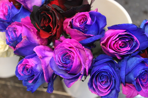 Closeup of bicolor pink and blue roses in florist shop