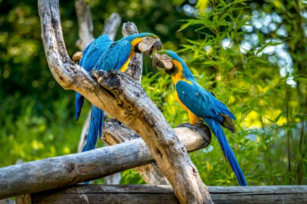 istock Closeup of a two blue and yellow Macaw parrots fighting with their beaks while perched on a wood 1453725897