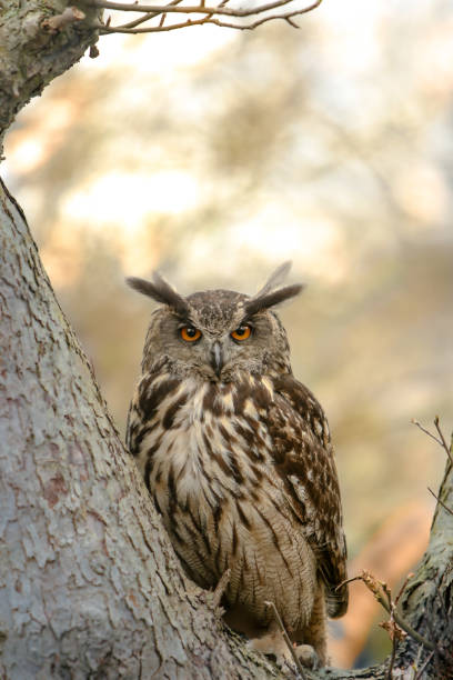 Vertical closeup shot of an Eurasian eagle-owl perched on a tree on the blurry background A vertical closeup shot of an Eurasian eagle-owl perched on a tree on the blurry background eurasian eagle owl stock pictures, royalty-free photos & images