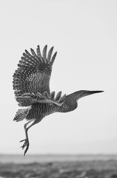 istock Grayscale shot of cormorant in flight 1453726184