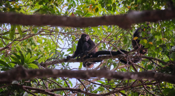 istock Selective focus shot of howler monkey on the tree 1453726190