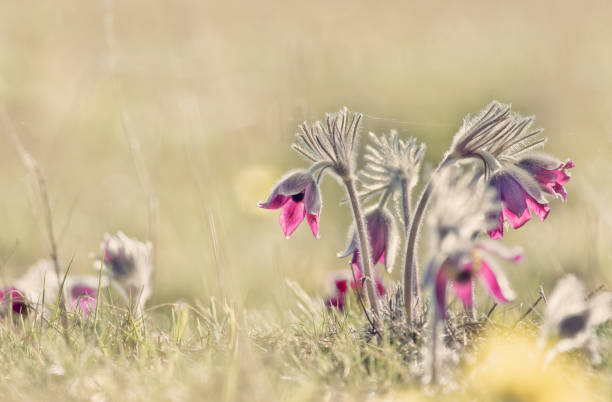 Closeup of Pulsatilla pratensis flowers growing on the meadow A closeup of Pulsatilla pratensis flowers growing on the meadow pulsatilla pratensis stock pictures, royalty-free photos & images
