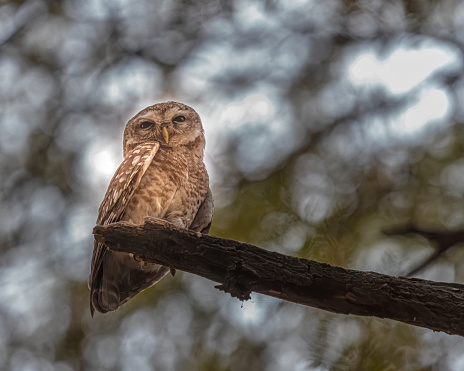 A closeup of a Spotted Owl perched on a dry branch against the blurry background