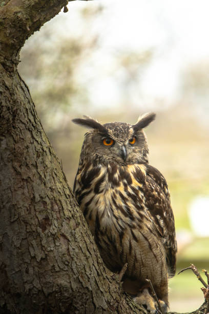 istock Beautiful shot of a Eurasian eagle owl on a tree 1453727286