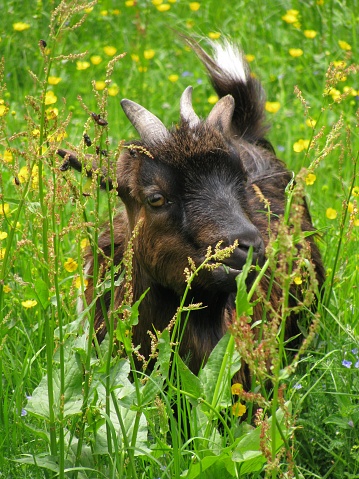 A vertical shot of an American Pygmy goat found sitting on the grass in the wild
