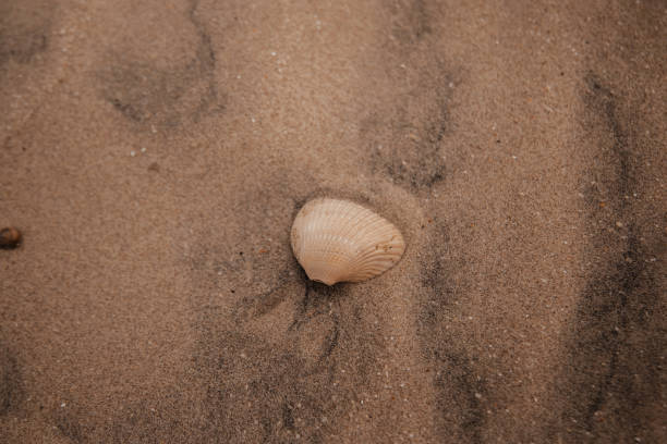 istock Beautiful shot of a sea shell on a sandy beach 1453728909