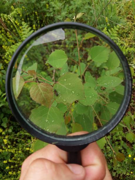 istock Closeup of an ant on the leaf from magnifying glass 1453729502