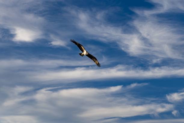 istock Bird flying in blue sky with open wings 1453729663