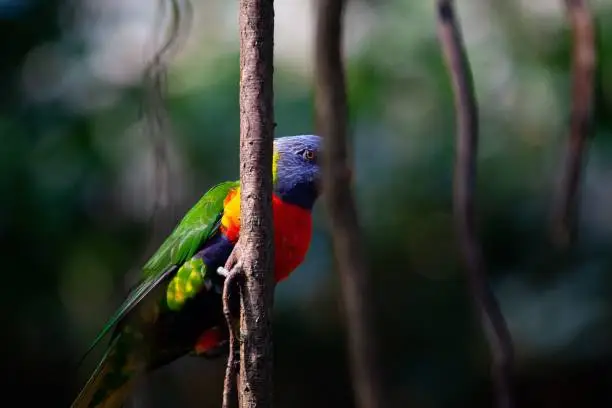 A closeup of a cute Loriini parrot on a tree branch in a garden