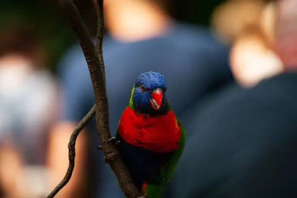 A closeup of a cute Loriini parrot on a tree branch in a garden