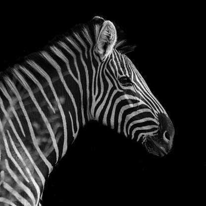 A closeup shot of a zebra's head isolated on a dark background