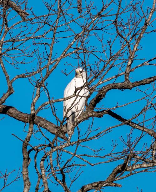 istock View of a beautiful White hawk on a branch in a forest 1453731740