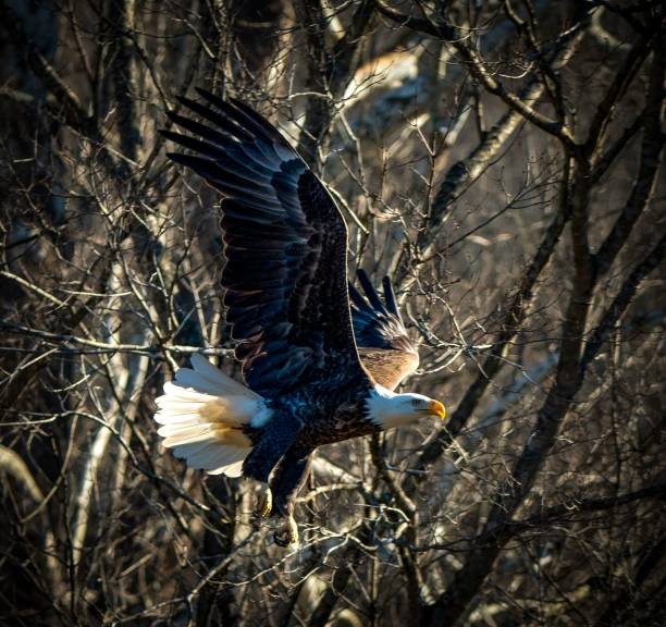 istock View of a beautiful Bald eagle flying in a forest with branches in a background 1453731751