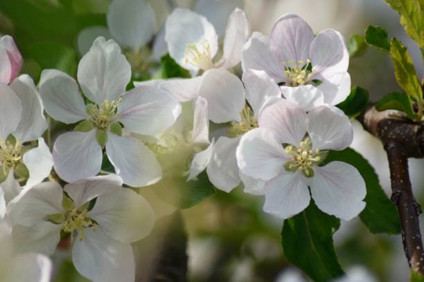 istock Selective focus of an apples tree white flowers on a blurry background 1453732204