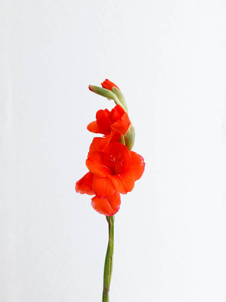 flor de gladiolo rojo aislada sobre un fondo blanco - gladiolus flower white isolated fotografías e imágenes de stock