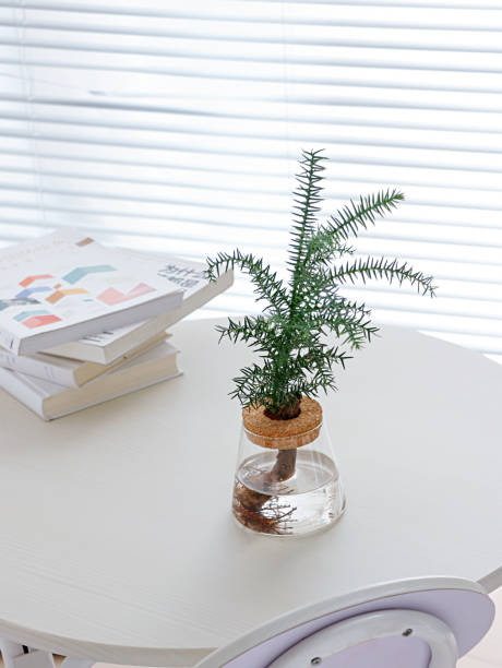 istock Bottle plant and stack of books on a white table against window shades during daytime 1453733003