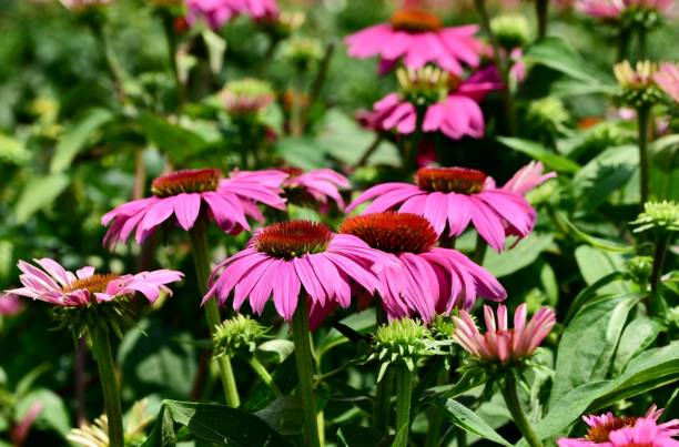 istock Pink Echinacea flower in the garden 1453734049