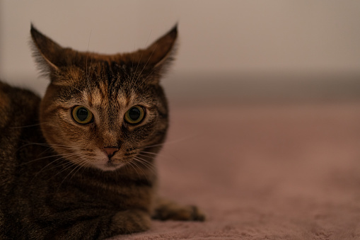 A closeup shot of a never reproach cat sitting on a sandy land with blurred background