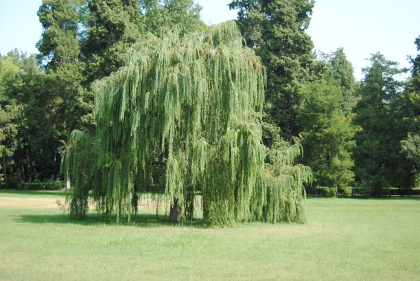 istock Weeping Golden Willow tree on grass meadow in the garden on a sunny day 1453734840