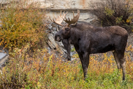 A beautiful closeup view of a male moose in the field during a fall time