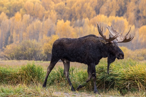 A beautiful closeup view of a male moose in the field on a colorful fall forest background