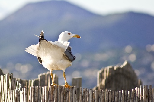 A white resting seagull with the village and big mountains in the blurred background on a sunny day
