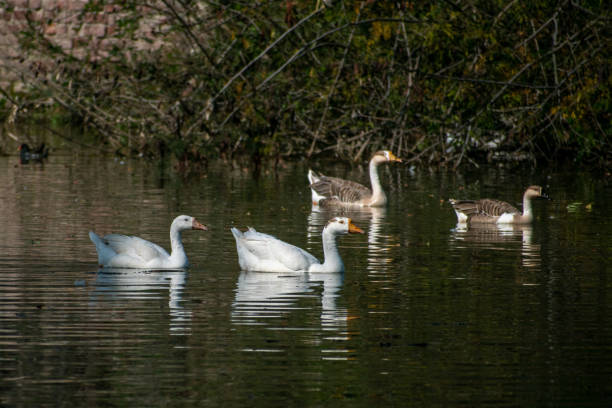istock View of floating gooses with reflection in green water in background of tree branches 1453736712