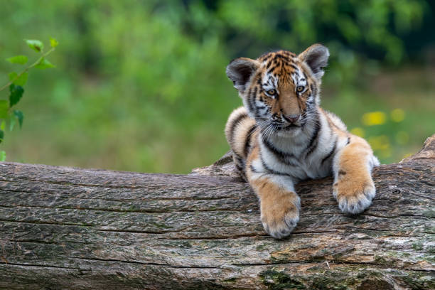 istock Cute wild tiger cub lying down on a wooden log on a blurred background 1453736968
