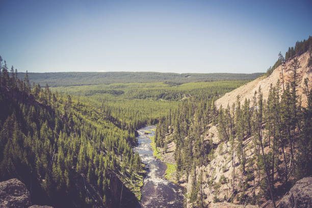 istock River flowing amid dense green fir trees in the forest under the blue clear sky 1453737019