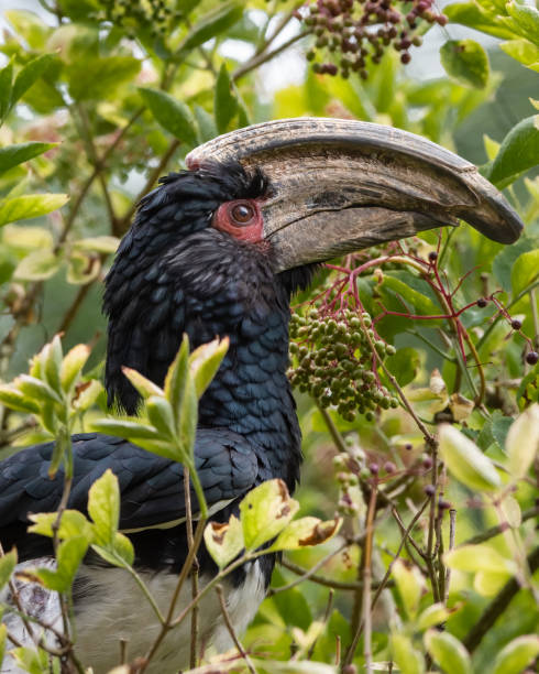 Vertical closeup of a hornbill between tree leaves A vertical closeup of a hornbill between tree leaves animall stock pictures, royalty-free photos & images