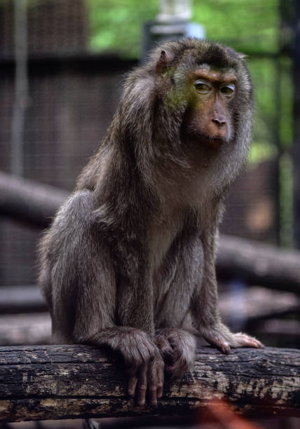 istock Closeup shot of a angry monkey sitting on a tree branch and  looking left 1453737236