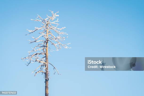 Freedom Is Our Best Superpower Stock Photo - Download Image Now - Blue, Branch - Plant Part, Built Structure