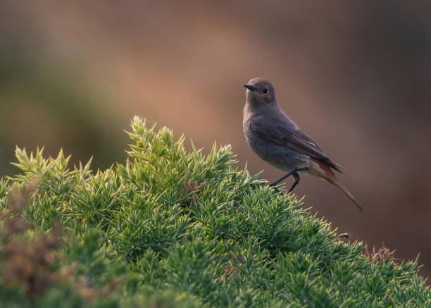 istock Closeup shot of small gray bird on bracnh 1453737656