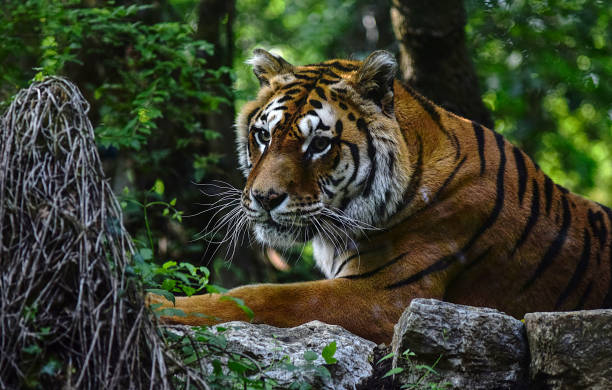 istock Big tiger lying on a stone ground in a tropical jungle 1453737850