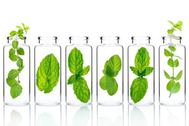 istock Bottles of essential oil with mint isolated on white background. 1453738016